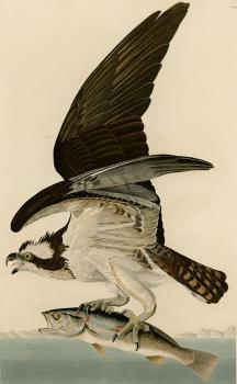 Fish hawk or osprey